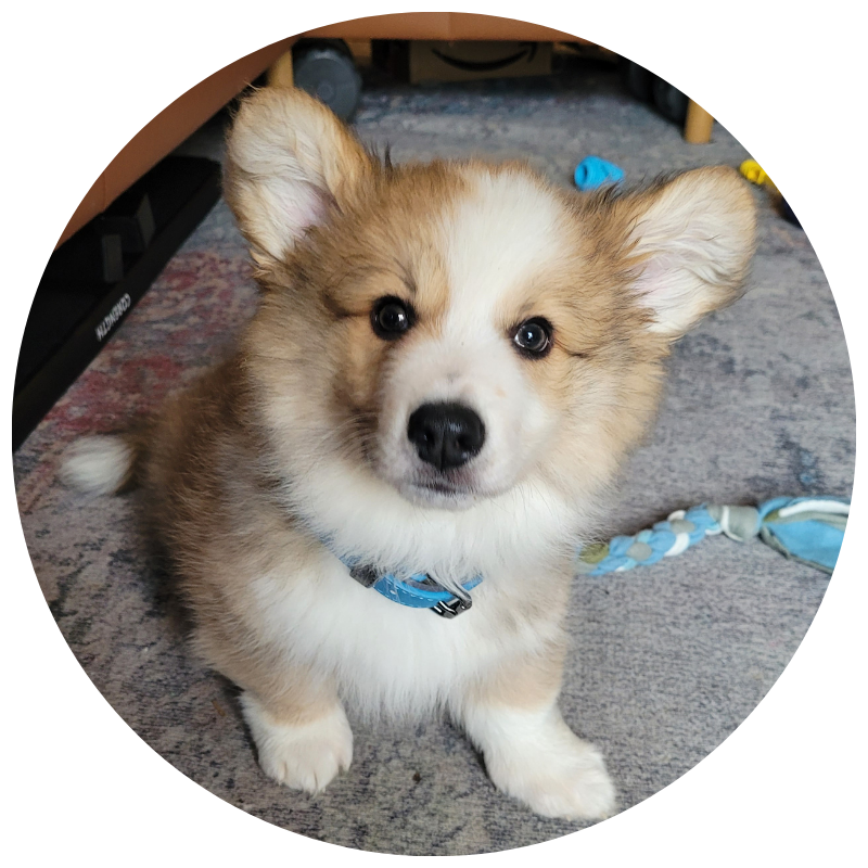 corgi puppy